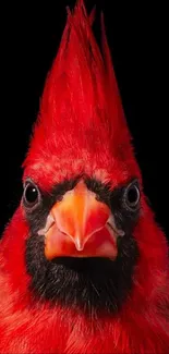 Close-up of a vibrant red bird against a black background.