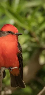 Vibrant red bird perched on a branch with green foliage background.