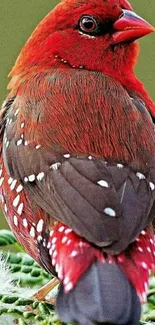 A vivid red bird with spotted feathers on a green leafy background.