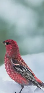 Red bird in snowy setting mobile wallpaper.