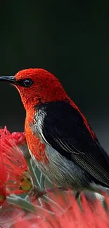 Vibrant red bird on flower mobile wallpaper.