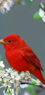 Vibrant red bird on a branch with white blossoms.