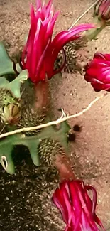 Exotic red flowers with textured backdrop.