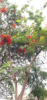 Vibrant red blossoms on lush green trees, serene nature wallpaper.