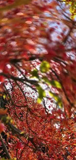 Vibrant red blossoms create a stunning natural wallpaper.