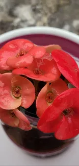 Vibrant red blossoms with glossy petals in a circular arrangement.