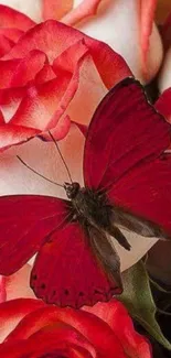 Red butterfly on pink rose background wallpaper.