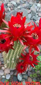 Vibrant red cactus flowers with stones.