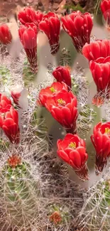 Vibrant red cactus flowers with spiky green stems.