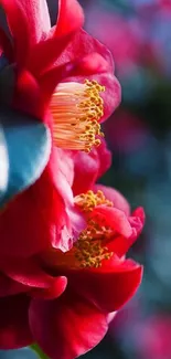 Close-up of vibrant red camellia flowers with soft focus background.