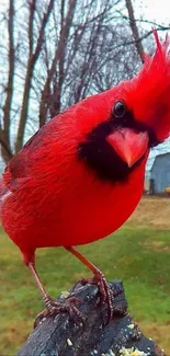 Vibrant red cardinal perched on a branch in winter landscape.