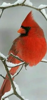 A vibrant red cardinal perched on a snow-covered branch.