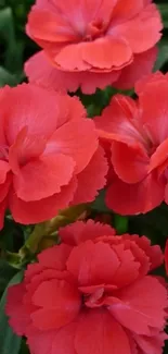 Red carnation flowers with green leaves.