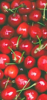 Cluster of vibrant red cherries wallpaper