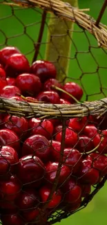 A basket of vibrant red cherries in a rustic setting.