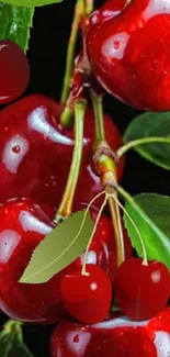Vibrant red cherries with green leaves close-up.