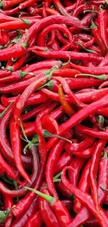 Vibrant red chili peppers in abundance