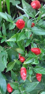 Vibrant red chili peppers with green leaves in garden scene.