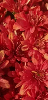 Vibrant red chrysanthemum flowers in full bloom, ideal for mobile wallpaper.