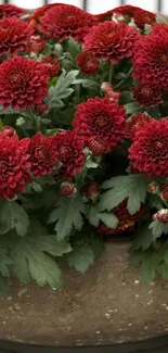 Red chrysanthemum flowers in a rustic pot for mobile wallpaper.