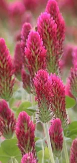 Vibrant pink clover blossoms with green leaves wallpaper.