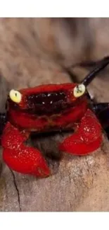 Close-up of a vibrant red crab on a textured surface.