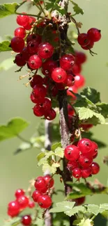 Vibrant red currants hanging on green leafy branches.