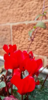 Vibrant red cyclamen flowers with a rustic brick wall background.