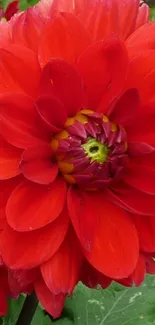 Vibrant red dahlia flower in full bloom.