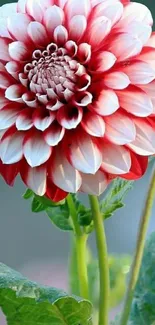 Red and white dahlia close-up with green leaves.