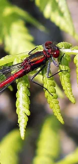 Close-up of a vivid red dragonfly on bright green fern leaves.