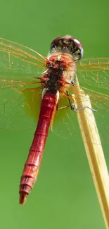 Vibrant red dragonfly perched on a stick against a lush green background.