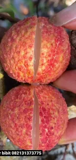 Close-up of vibrant red exotic fruit texture in full display.