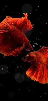 Vibrant red betta fish on black background wallpaper.