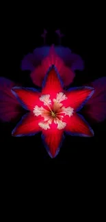 Vibrant red flower on black background