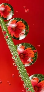 Close-up of vibrant red floral droplets on a green leaf.