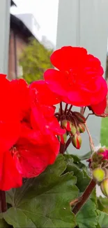 Vibrant red geranium flowers in a garden setting.