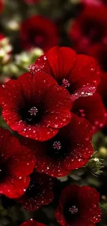 Bright red flowers with dewdrops on petals.