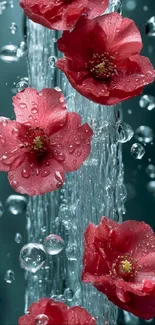 Vibrant red flowers with water droplets on teal background.