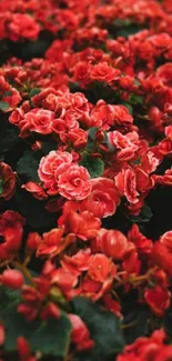 Vibrant red flowers in a lush garden wallpaper.