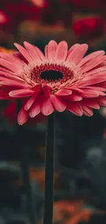 Vibrant red flowers in a lush garden background.