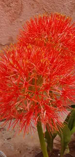 Vibrant red spherical flowers against a soft background.