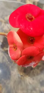 A vibrant red flower phone wallpaper with blooming petals.