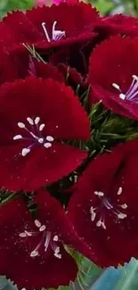 Vibrant red flowers in full bloom.