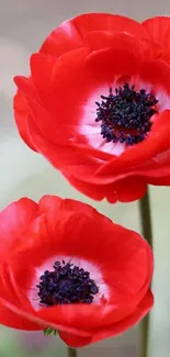 Red flowers with vibrant petals and dark centers.