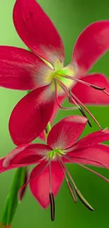 Vibrant red flowers with green background.