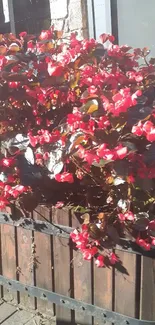 Vibrant red flowers in rustic planter basking in sunlight.