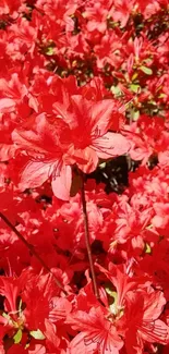 Vibrant red flowers creating a lively mobile wallpaper.