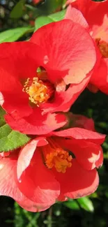 Vibrant red flowers with lush green leaves