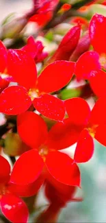 Vibrant red flowers in full bloom.